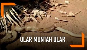 Seekor ular kobra tertangkap tengah memuntahkan ular sepanjang 3 kaki di desa Naranagada, India. Sontak, peristiwa ini membuat geger warga.