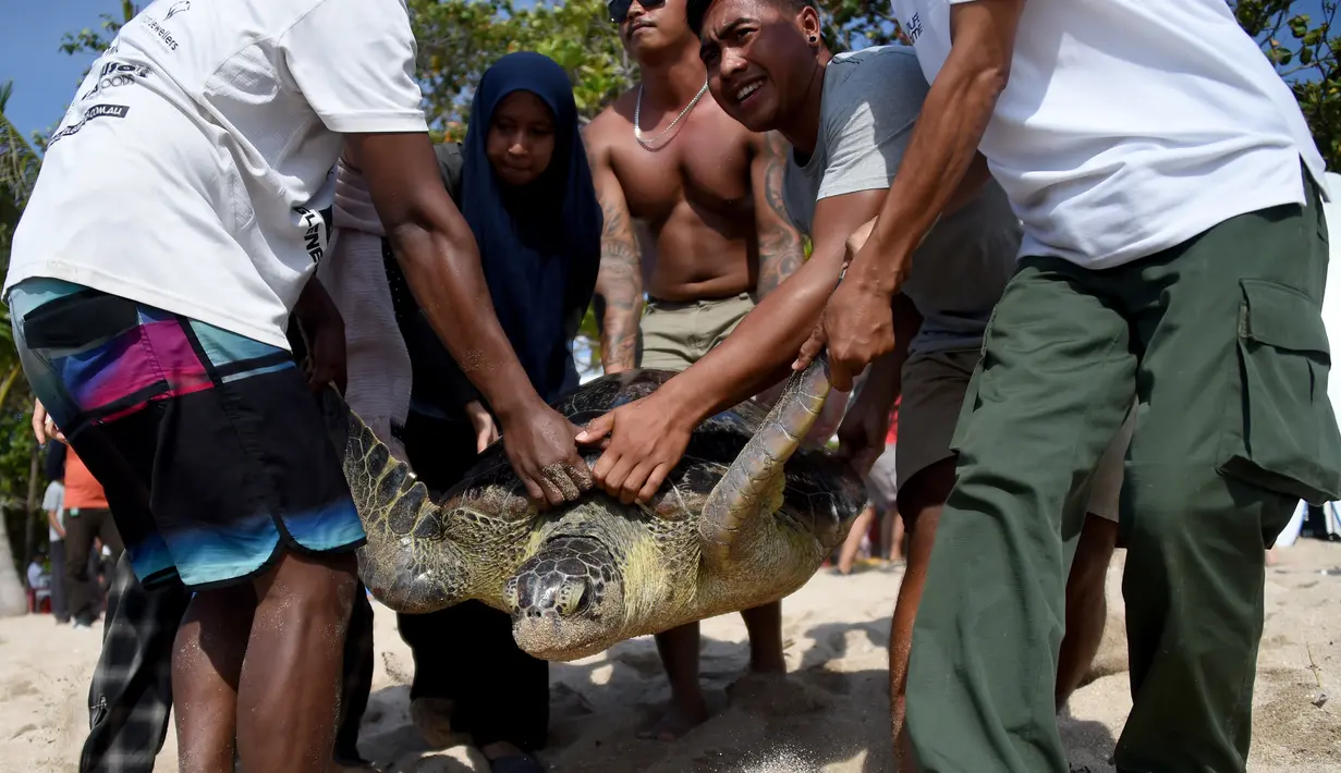 Warga membawa penyu hijau untuk dilepaskan kembali ke laut di Pantai Kuta dekat Denpasar, Bali (20/12/2019). Penyu yang sebelumnya berhasil diamankan tersebut merupakan hasil penyelidikan Unit Intelair Subditgakkum. (AFP Photo/Sonny Tumbelaka)