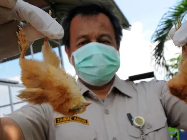 Petugas menunjukkan bangkai anak ayam yang telah terjangkit penyakit, Gedung MPPH, Tanggerang, Selasa, (10/3/2015). Pemusnahan ratusan anak ayam ini sebagai pencegahan penyebaran penyakit. (Liputan6.com/Faisal R Syam)