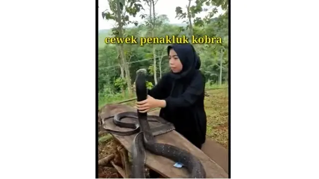 Aksi Berani Wanita Berhijab Perlakukan Ular Kobra Bak Kucing Ini Bikin Ngeri