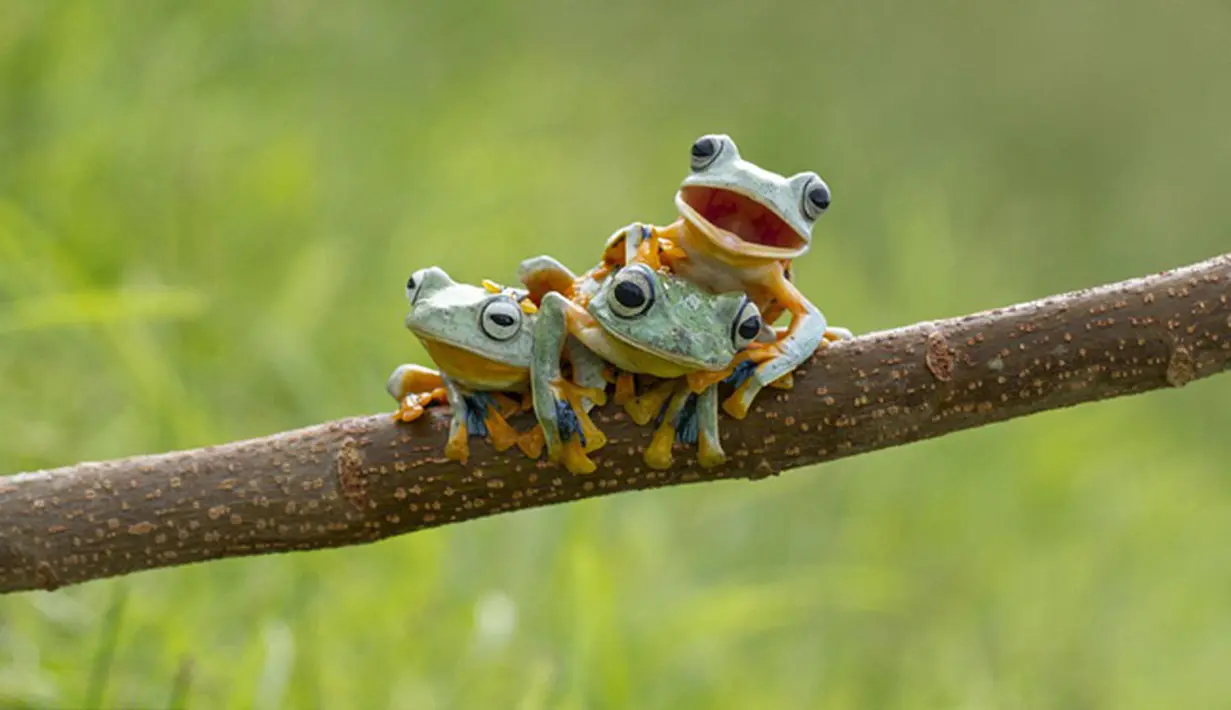  Tiga ekor katak jenis Reinwardt's diabadikan oleh fotograger Hendy Mp, di dekat rumahnya di Sambas, Kalimantan Barat.(dailymail)