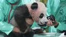 Dokter hewan merawat Satrio Wiratama atau Rio, anak panda raksasa pertama yang lahir di Indonesia, saat pratinjau media di Taman Safari Indonesia, Bogor, Jawa Barat, Jumat 15 Mei 2026. (AP Photo/Achmad Ibrahim)
