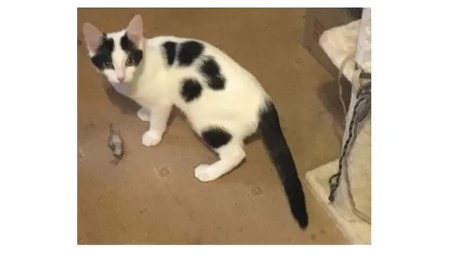 Pasang Wajah Polos, 6 Potret Kelakuan Mengesalkan Kucing Ini Bikin Tepuk Jidat