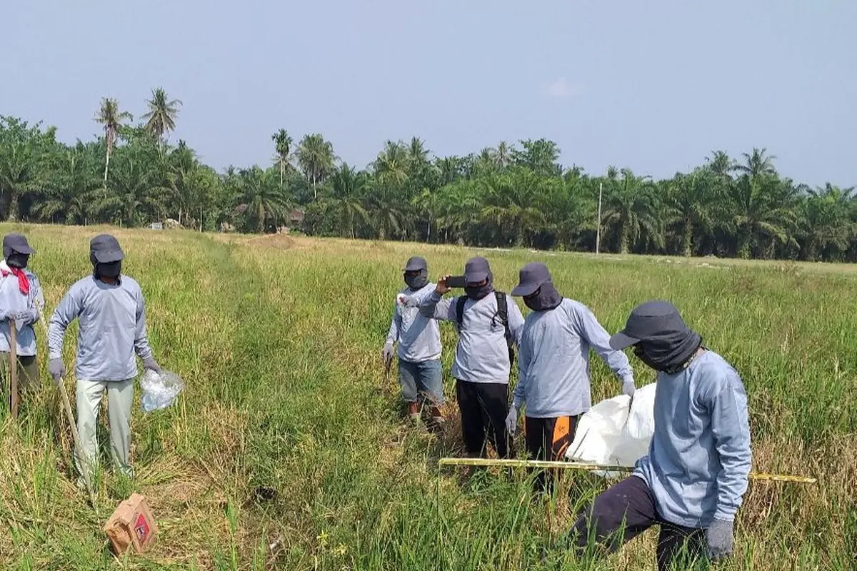 Gerakan pengendalian (gerdal) hama tikus melalui aksi gropyokan yang dilakukan pihak Dinas Tanaman Pangan dan Hortikultura (TPH) Provinsi Sumatera Utara. (Dok Kementan)