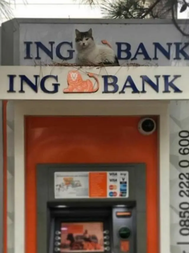 7 Momen Tepat Saat Mengambil Foto Kucing Ini Hasilnya Kocak