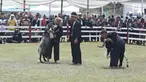 Peserta mengistirahatkan dombanya saat mengikuti ketangkasan domba Garut dalam acara Jambore Peternakan Nasional 2017 di Buperta Cibubur, Jakarta, Sabtu (23/9). Lomba ini diikuti sebanyak 160 ekor domba.  (Liputan6.com/Herman Zakharia)