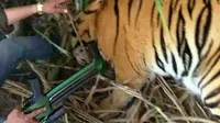 Sebuah adegan dramatis menunjukkan warga desa yang marah bergotong-royong menangkap harimau pemakan manusia. 