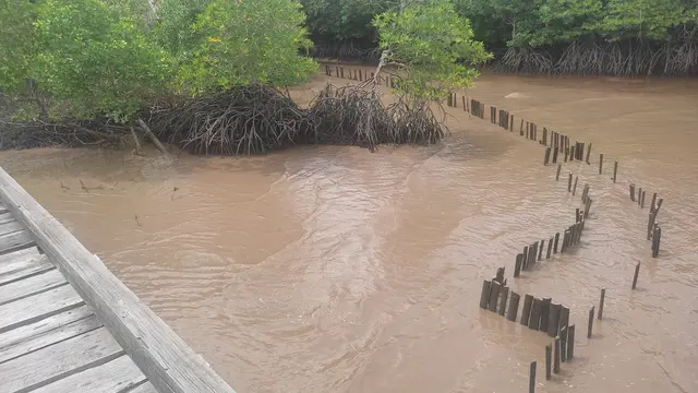 Daerah pesisir pantai Desa Pangkalan Jambi, Riau, yang terkena abrasi (Liputan6.com/Jonathan Pandapotan Purba).