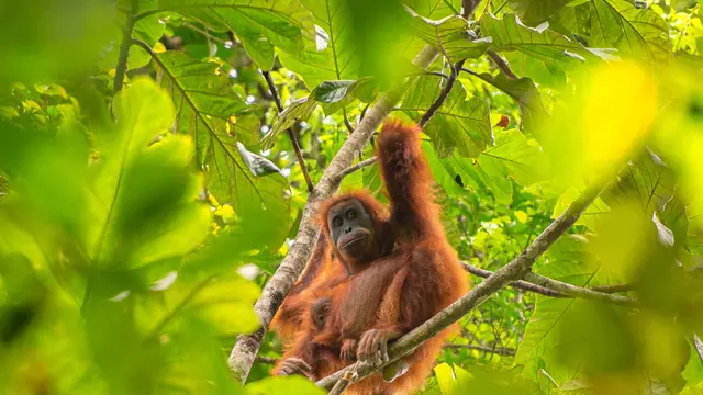 Bencana Sumatra Utara, Sekitar 10 Persen Populasi Orangutan Tapanuli Tewas