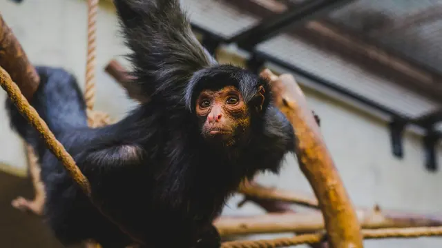 Artis Zoo
