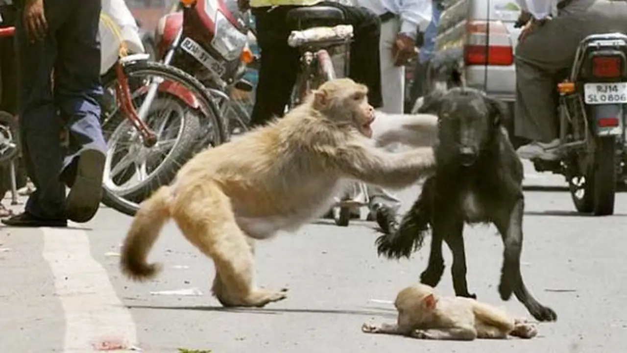 Induk Monyet Pertaruhkan Nyawa Selamatkan Anak dari Terkaman Anjing