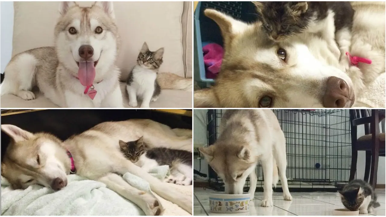 Anjing Perawat Kucing Sekarat