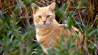 Populasi kucing kini mengancam kelestarian mamalia kecil. Ilmuwan Australia menemukan cara melacak pergerakan kucing liar.