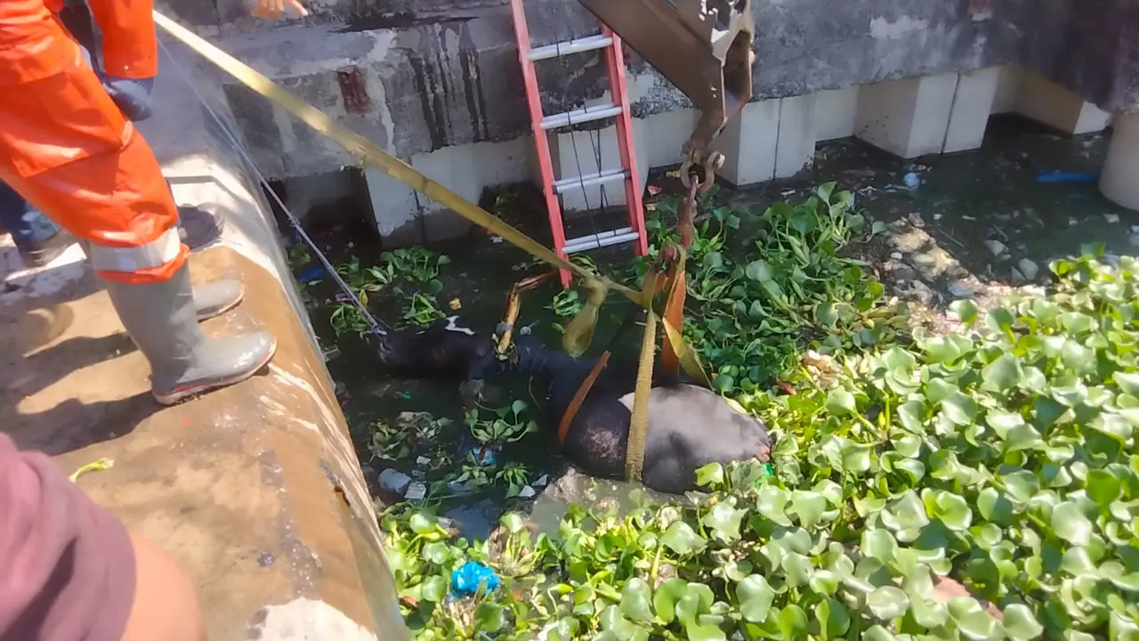 Sapi kurban tercebur bozem di Surabaya. (Dian Kurniawan/Liputan6.com)