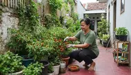 Cara Menanam Cabe Rawit di Rumah, Mudah Dilakukan Pemula