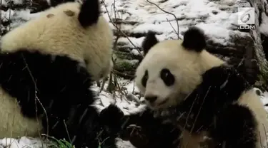 Lucunya, panda Fu Feng dan Fu Ban bermain salju untuk pertama kalinya.