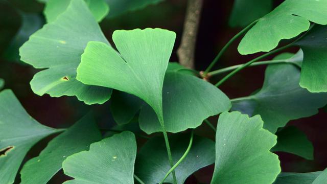 Ginkgo Biloba