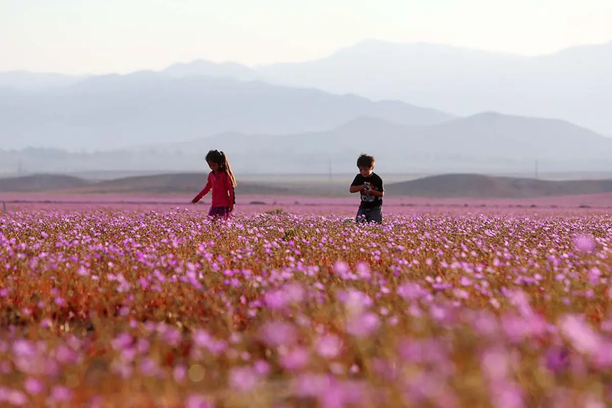 Atacama, Gurun Paling Kering di Bumi Kini Jadi Padang Bunga