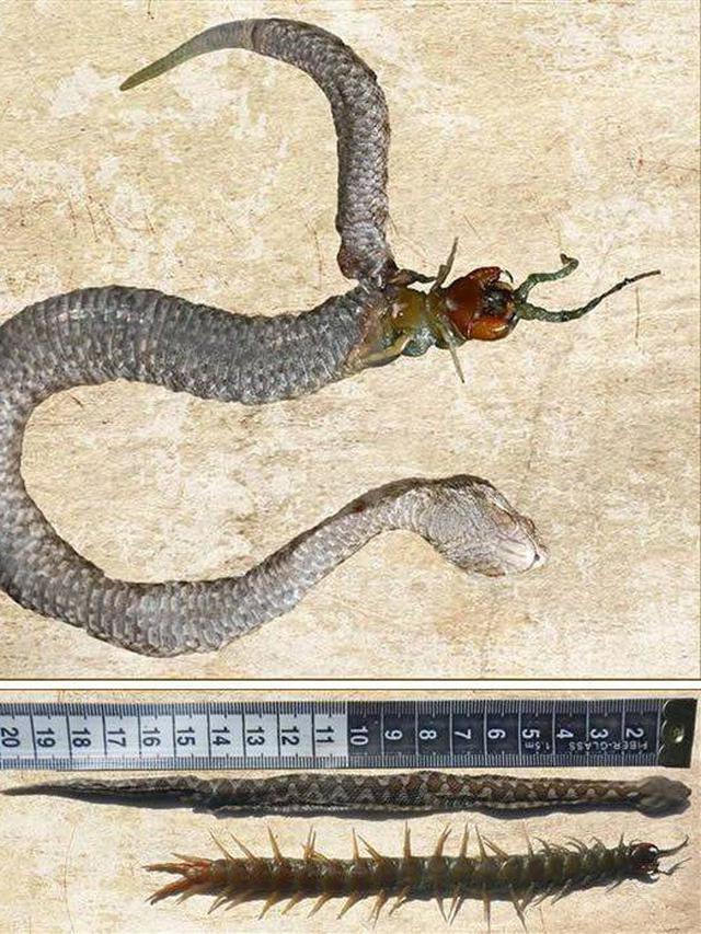 6 Potret Ular Bernasib Tragis Karena Rakus, Ada yang Mati Usai Makan Landak