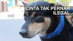 Menekan populasi anjing tak berpemilik di Kota besar, merupakan  cara untuk menghindarkan anjing dari ancaman penjualan daging anjing hal te