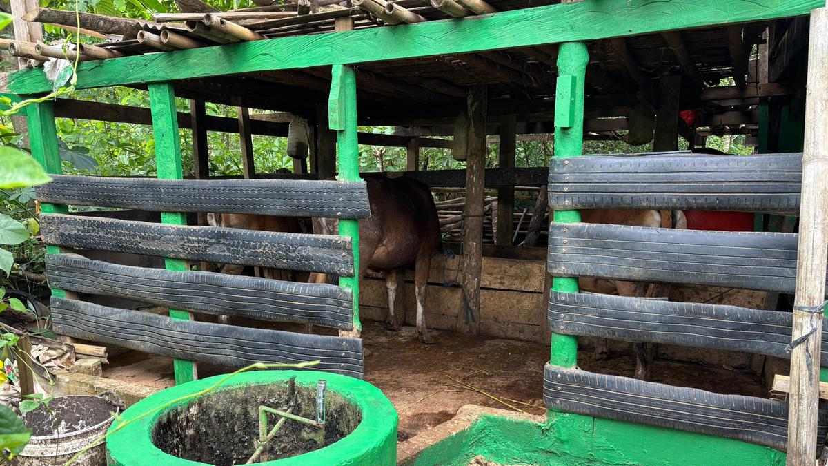 Revolusi Hijau Warga Simbang Berawal dari Kandang Sapi
