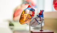 Jantung sehat kolesterol juga aman (Foto: Unsplash.com/jesse orrico)