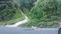 Geger Temuan Bangkai Diduga Harimau di Jalan Lintas Sumatera