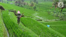 Petani membersihkan rumput liar di sela tanaman padi jenis IR64 di Jatiluwih, Tabanan, Bali, Minggu (5/9/2021). Seiring berakhirnya masa panen dan memasuki masa tanam padi, Badan Pusat Statistik (BPS) mencatat harga beras semua kualitas terjadi kenaikan pada Agustus 2021. (merdeka.com/Arie Basuki)