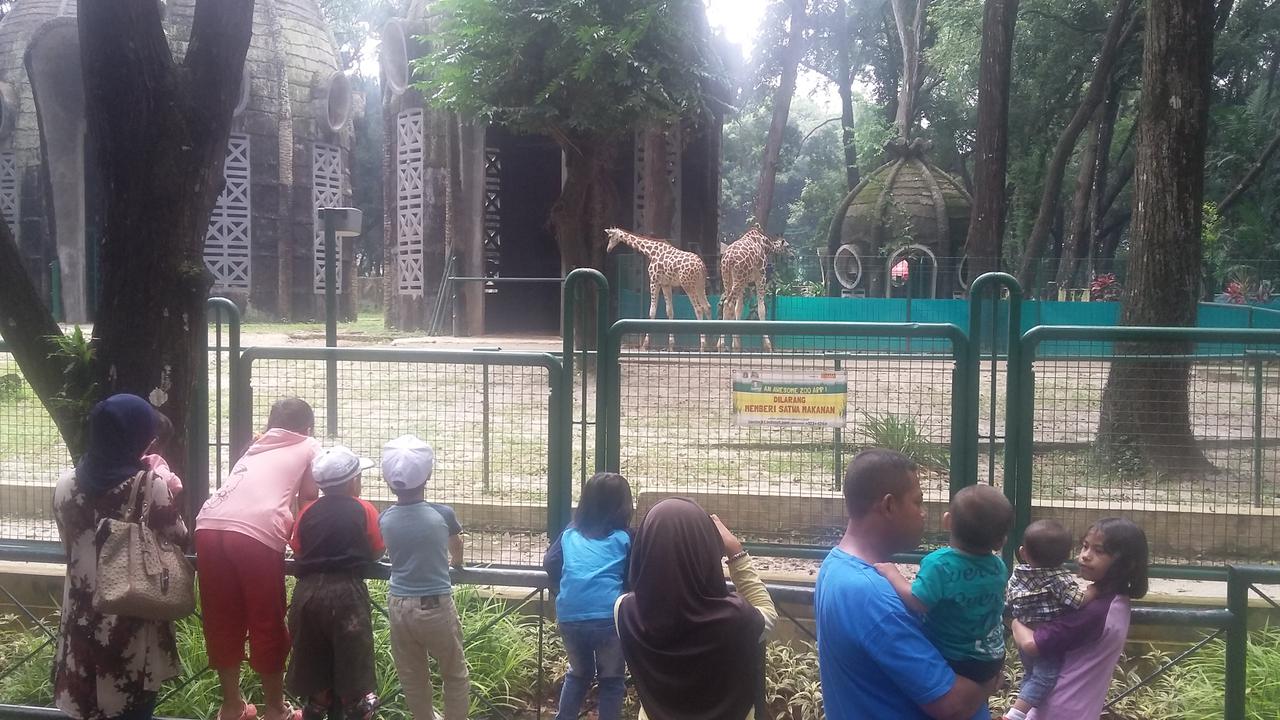 Jerapah Ragunan