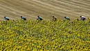 Pebalap Italia, Fabio Aru (4kanan) menggunakan jersey kuning bersama timnya melintasi kebun bungan pada etape ke-14 Tour de France dengan jarak 181,5 km antara Blagnac dan Rodez, (15/7/2017). (AFP/Pphilippe Lopez)