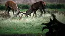 Rusa muda mengadu tanduk selama musim rutting (kawin) yang berlangsung pada musim gugur di Bushy Park, London, Rabu (14/10/2020).  Rusa jantan bertarung satu sama lain menunjukkan kekuatan mereka untuk merayu rusa betina.  (AP Photo/Matt Dunham)