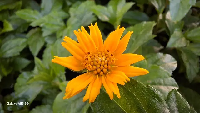 Hasil Lensa Makro Samsung Galaxy A55 5G