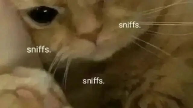 8 Potret Kucing saat Sedih Ini Justru Bikin Gemas