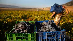 Seorang pekerja Suriah memanen anggur Syrah yang akan difermentasi menjadi arak di Desa Ammik, Lebanon timur, 8 September 2018. Arak khas Lebanon memiliki rasa manis dan kandungan alkohol yang tinggi, sekitar 40 persen. (AP Photo/Hussein Malla)