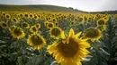 Bunga matahari terlihat di sebuah lapangan di Ayguesvives, Toulouse, Prancis selatan (23/7/2019). Peramal cuaca memperkirakan suhu tertinggi di berbagai negara eropa termasuk Prancis tempat merkuri akan mencapai 40 derajat Celcius untuk pertama kalinya pada 23 Juli 2019. (AFP Photo/Cabanis Eric)