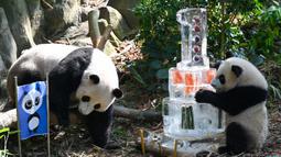 Le Le (kanan) bersama induknya Jia Jia (kiri) merayakan ulang tahunnya yang pertama dalam pameran hutan panda raksasa River Wonders di Singapura, Jumat (12/8/2022). Perayaan ulang tahun telah dimulai dengan mengadakan pameran di tempat tinggal Le Le. (Roslan RAHMAN/AFP)
