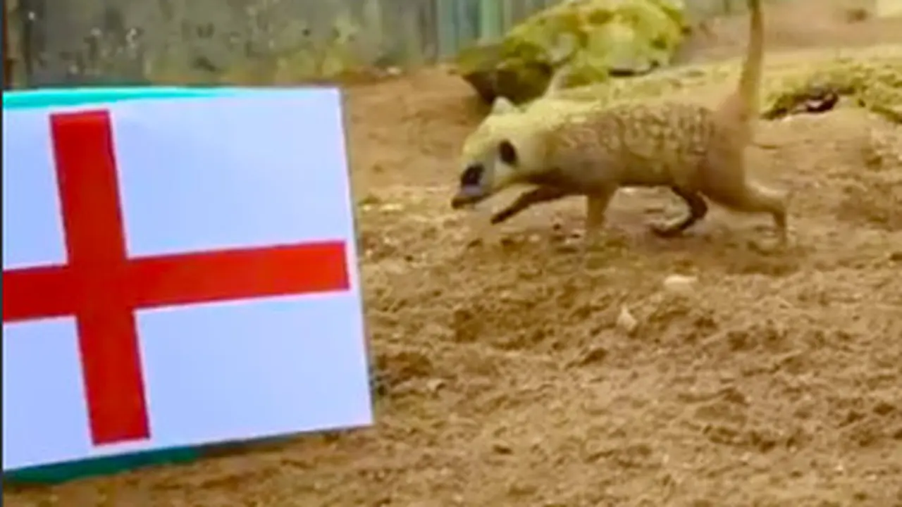'The Mystic Meerkat'