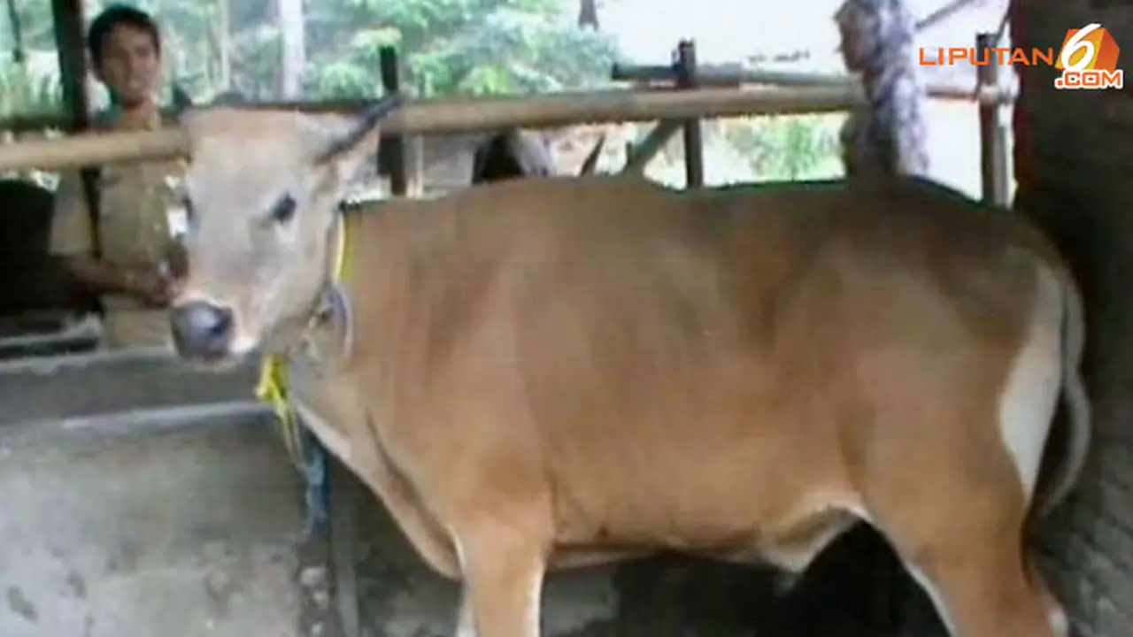 harga-sapi-130920a.jpg