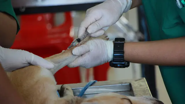 Ilustrasi anjing ke dokter hewan (pexels)
