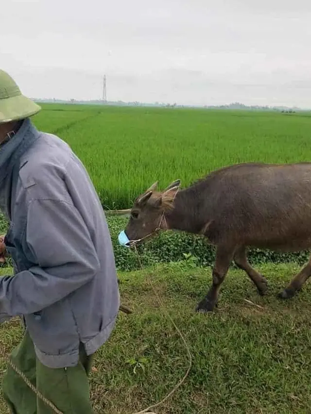 6 Potret Orang Kerja Sambil Bawa Hewan Peliharaan, Efek Terlalu Sayang