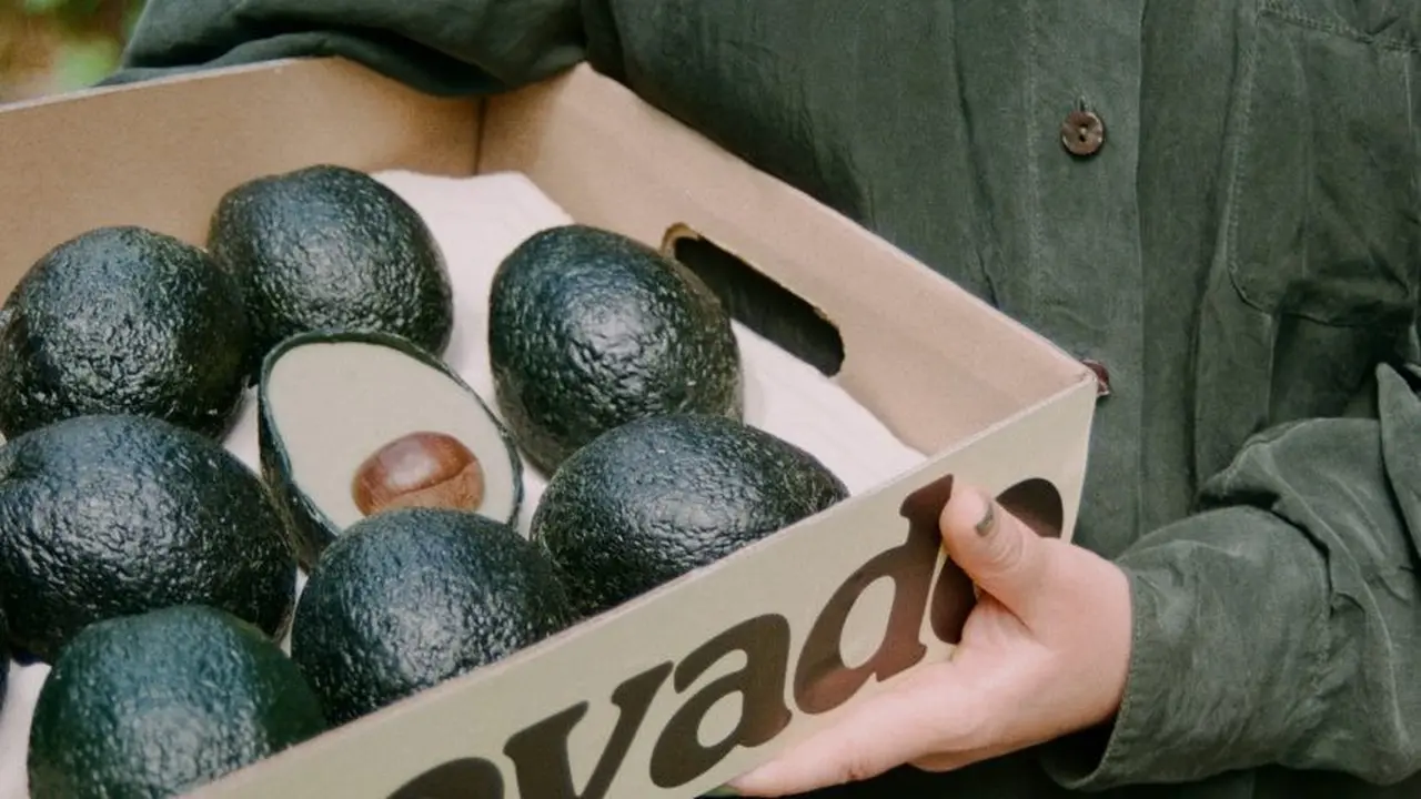 Penampakan buah Ecovado.
