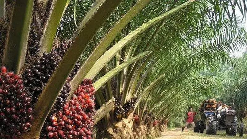 Perkebunan Sawit.