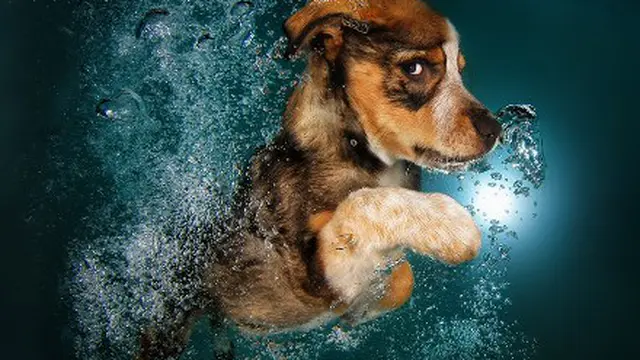 Potret Anak Anjing Lucu Belajar Berenang Mencuri Hati