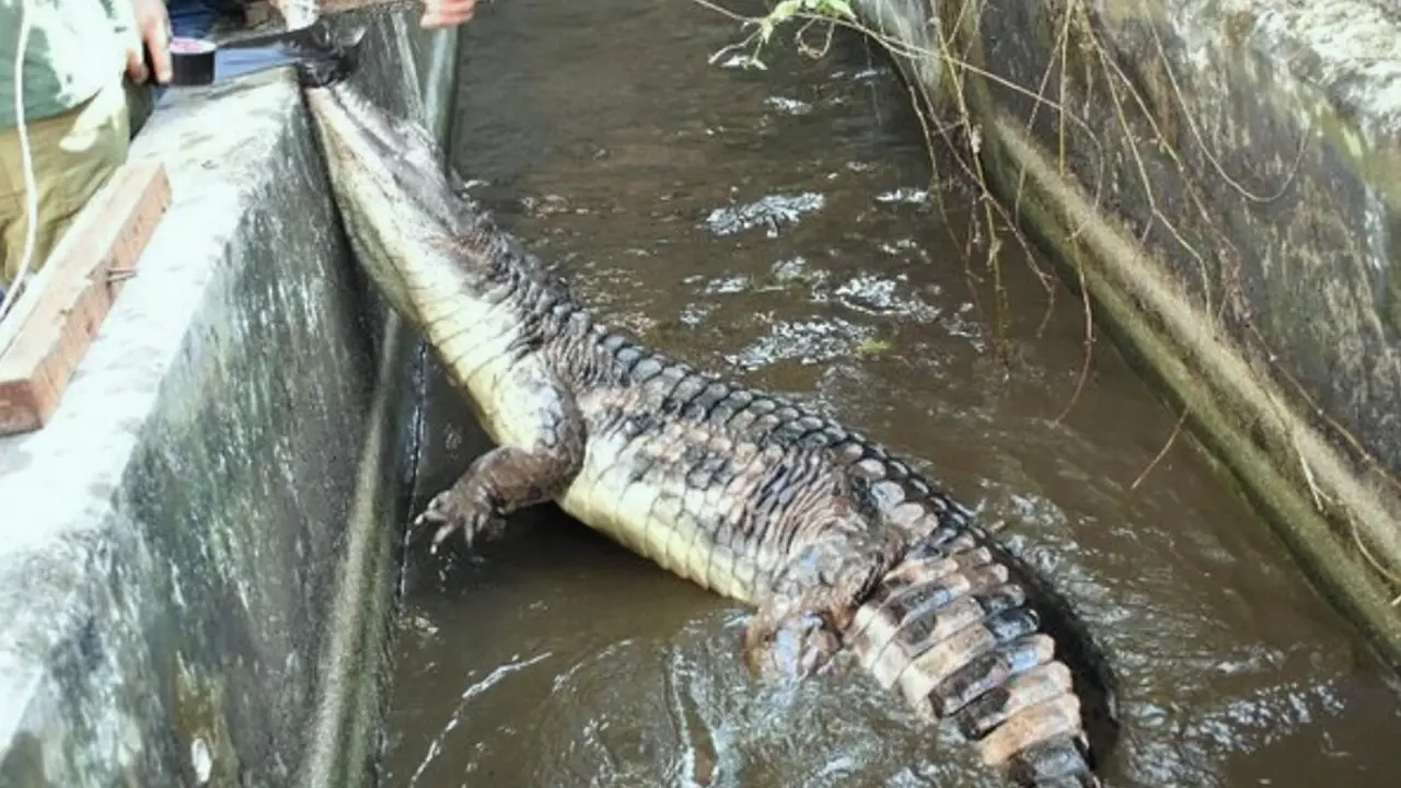 Buaya ganas