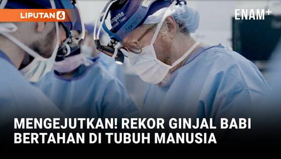 Mengejutkan, Rekor Daya Tahan Ginjal Babi di Tubuh Manusia