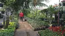 Warga melintas di dekat tanaman hias yang dijual di Juanda, Depok, Jawa Barat, Senin (6/7/2020). Menurut pedagang, penjualan berbagai jenis tanaman hias saat ini mengalami peningkatan sekitar 50 persen. (Liputan6.com/Herman Zakharia)
