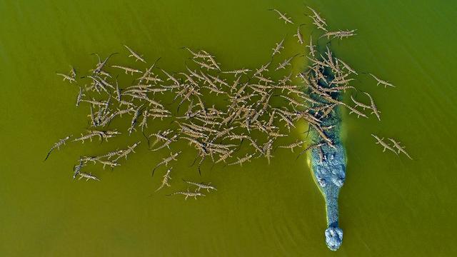 Viral foto seekor buaya yang menggendong 100-an anaknya di punggung.