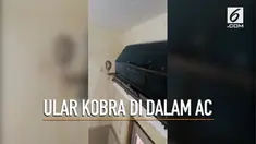 Seorang petugas rumah sakit di India menemukan ular kobra di dalam pendingin ruangan.