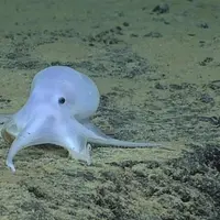 Bagaimana mungkin hewan bertentakel ini bisa mirip dengan hantu casper, ya?