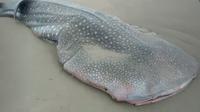 Ikan Hiu Tutul ditemukan terdampar dalam keadaan mati di Pantai Ngagelan kawasan Taman Nasional Alas Purwo Banyuwangi (Istimewa)